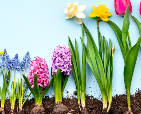 BulbesDefleurs-Clarac