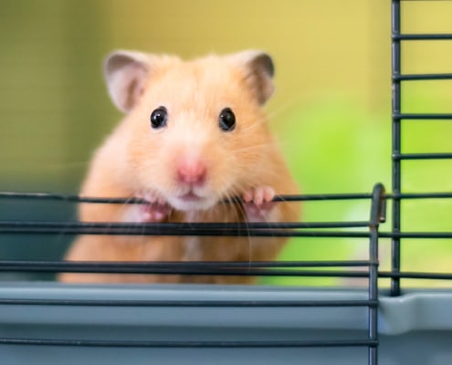 Rongueurs-guideAchat