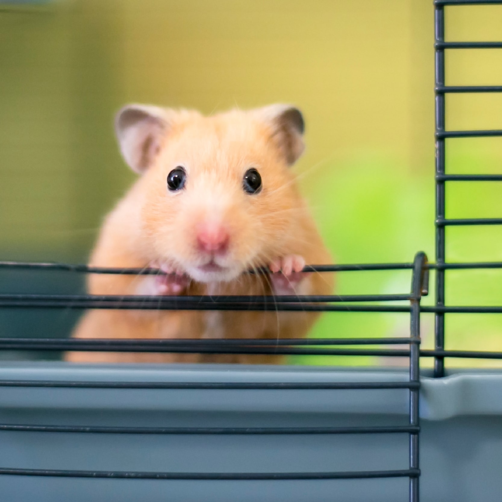 Rongueurs-guideAchat