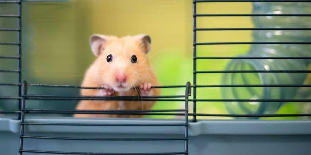 Rongueurs-guideAchat Rongueurs-guideAchat