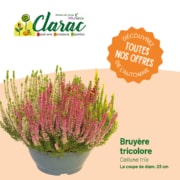 Promotions Toussaint Jardinerie Clarac