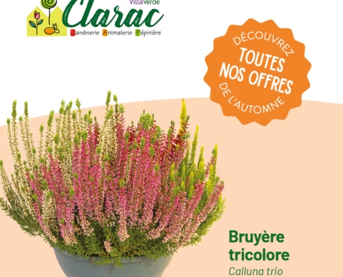 Promotions Toussaint Jardinerie Clarac