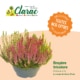 Promotions Toussaint Jardinerie Clarac