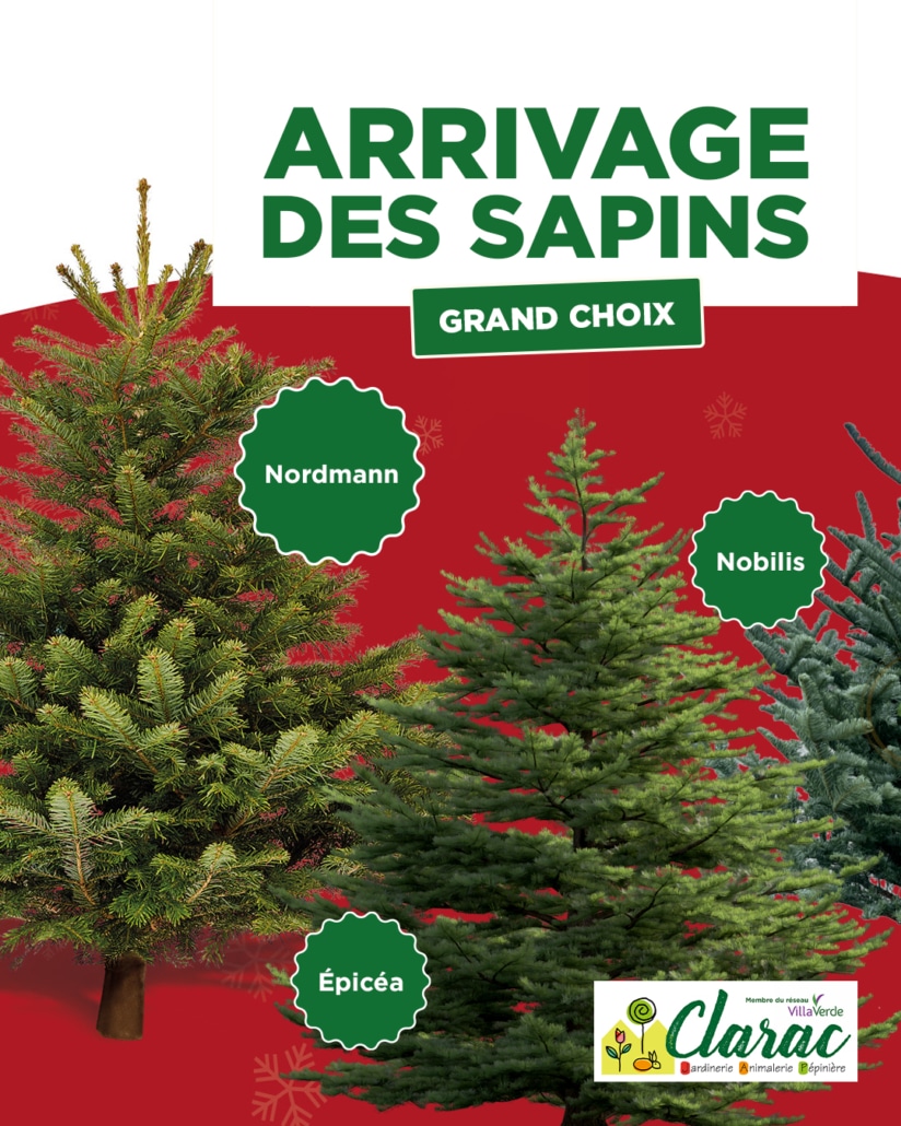 Grand choix de sapins
