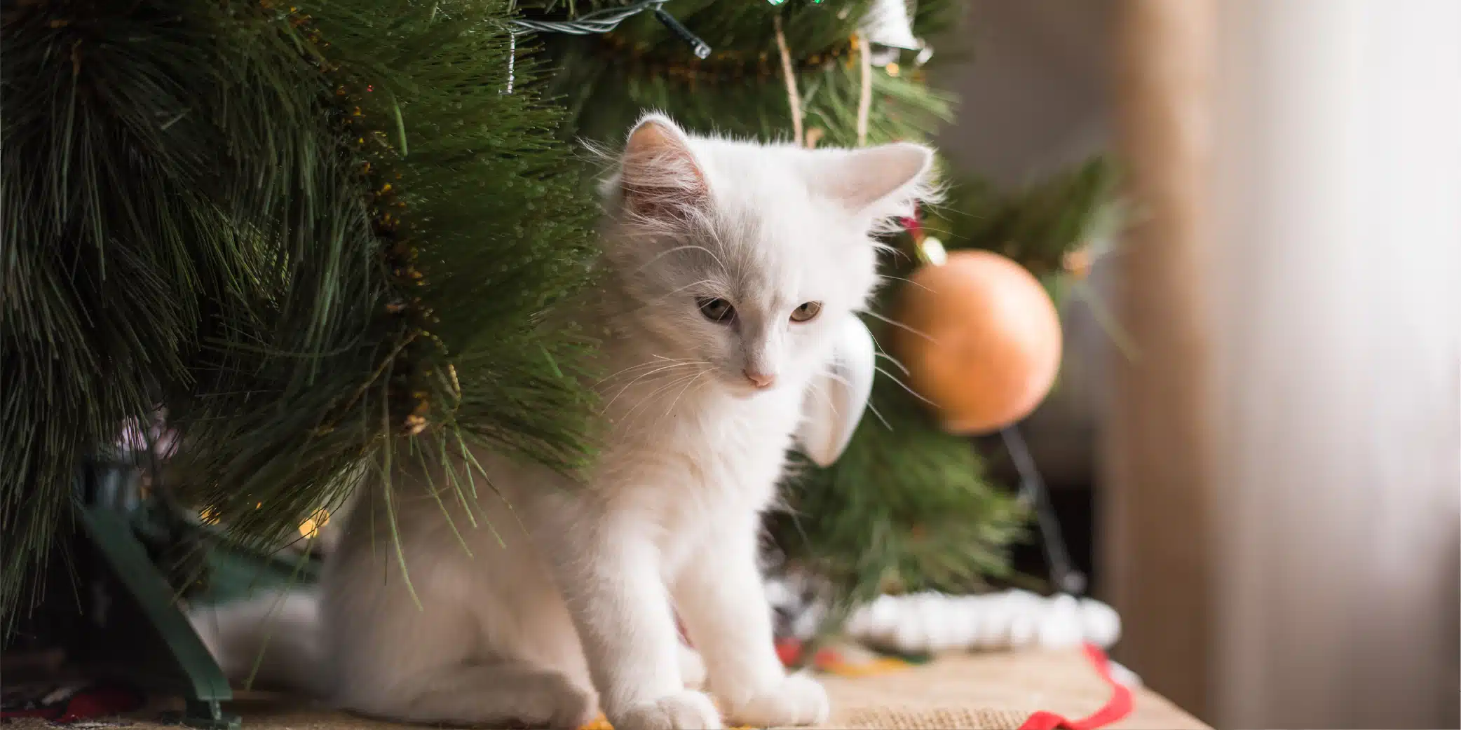 Préserver son sapin de son chat Un petit chat sous un sapin de Noël