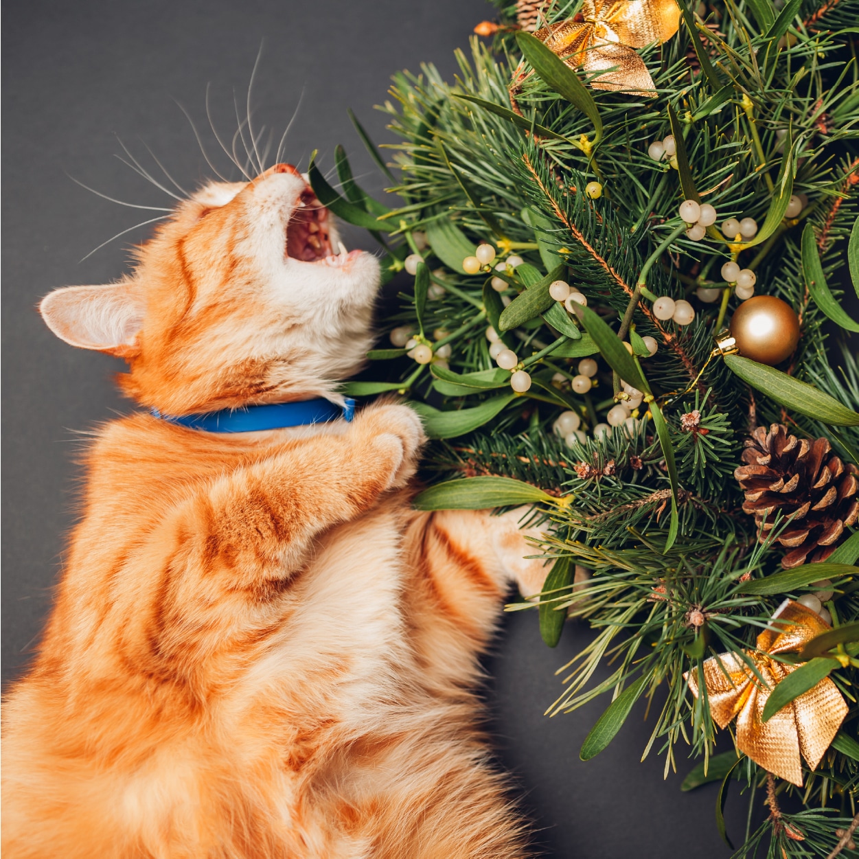 Un chat qui mordille une branche de sapin de Noël
