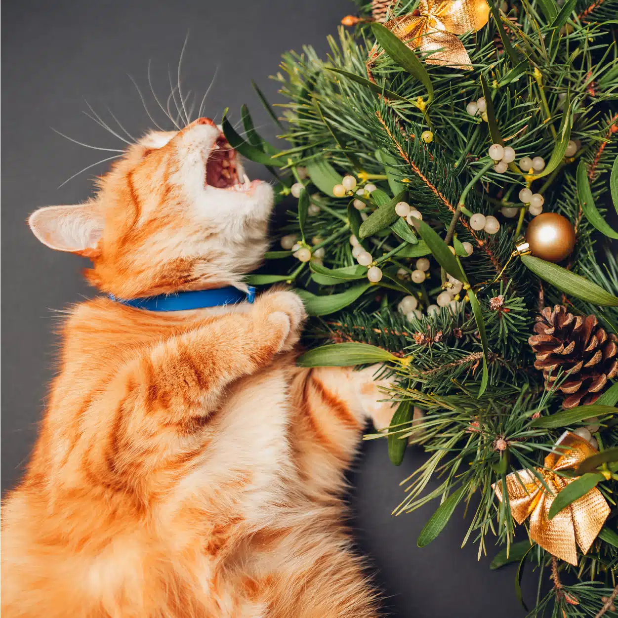 Préserver son sapin de son chat Un chat qui mordille une branche de sapin de Noël