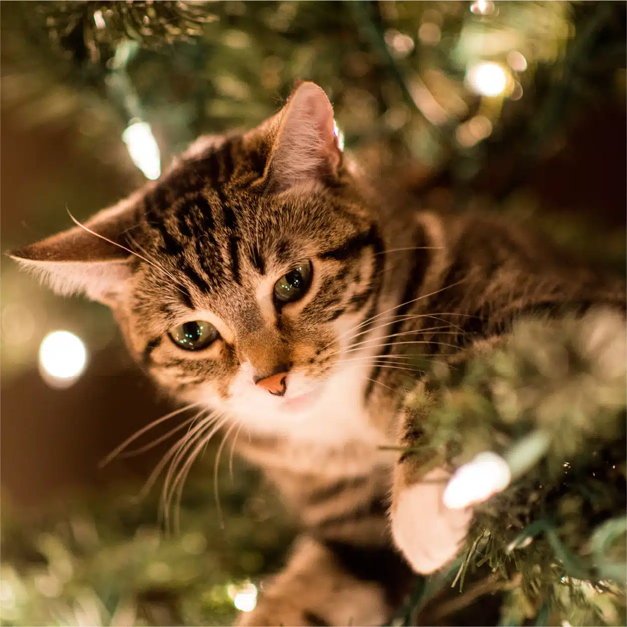 Préserver son sapin de son chat