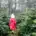 Une petite fille au milieu de sapins