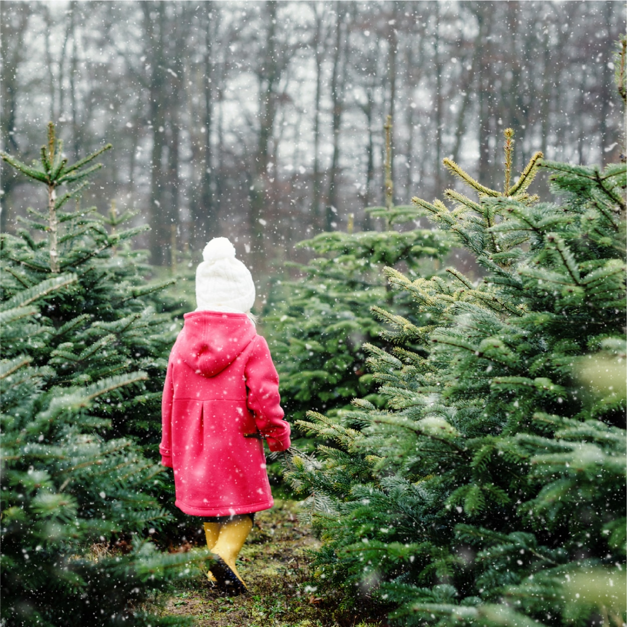 Une petite fille au milieu de sapins