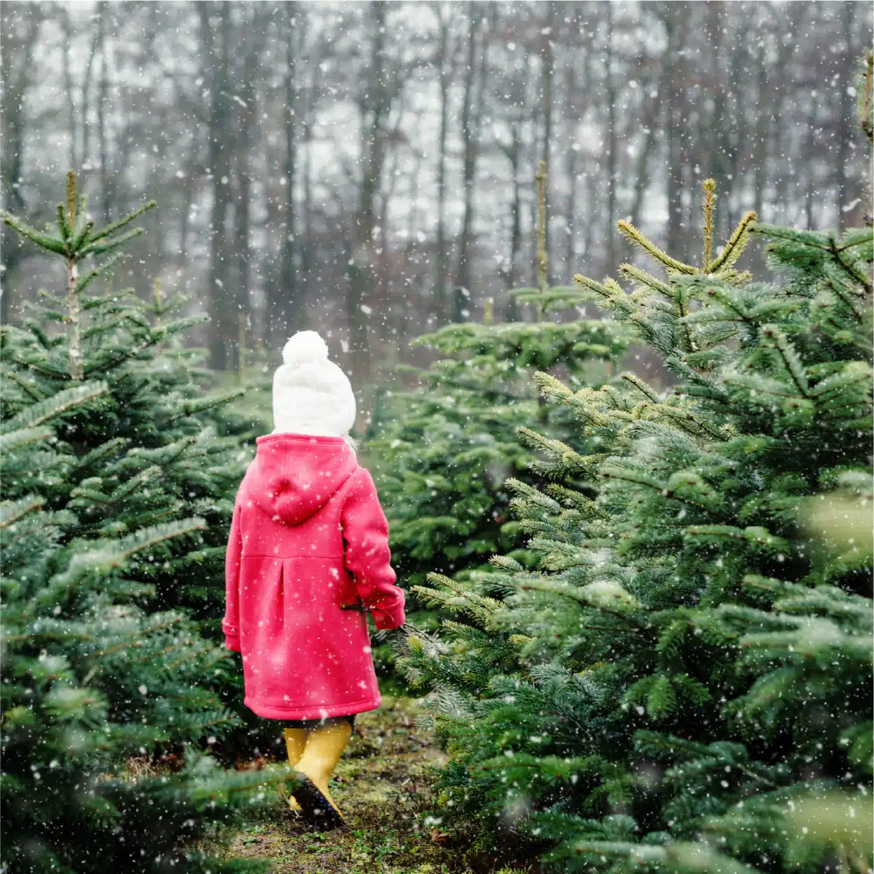 Une petite fille au milieu de sapins