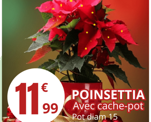 Poinsettia
