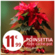 Poinsettia