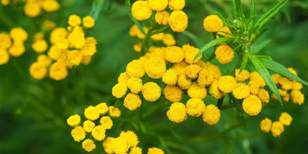 fleurs répulsives insectes fleurs répulsives insectes