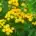 fleurs répulsives insectes