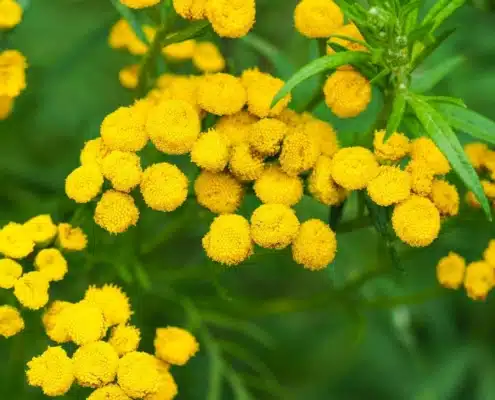 fleurs répulsives insectes