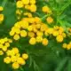 fleurs répulsives insectes