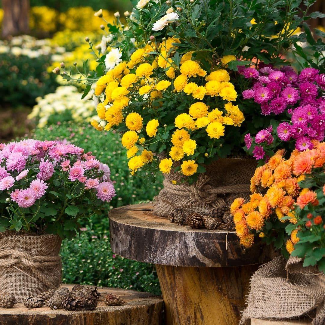 plante répulsive chrysanthème plante répulsive chrysanthèm