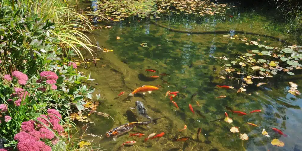 construction bassin poissons construction bassin poissons
