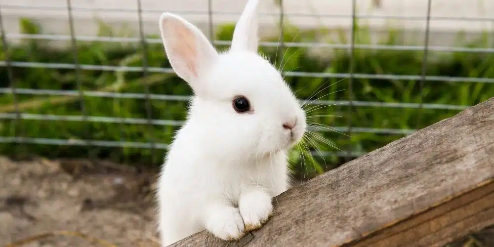 certificat adoption lapin certificat adoption lapin