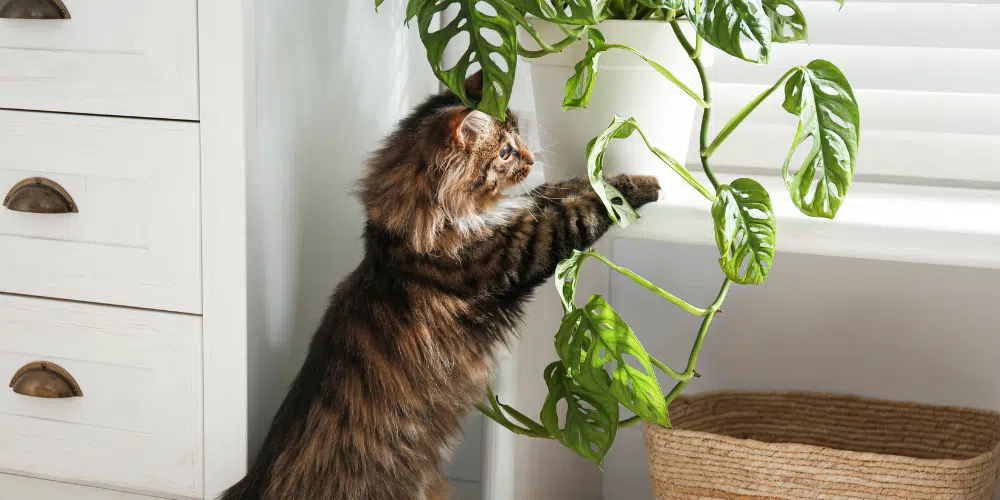 plantes toxiques chats plantes toxiques chats