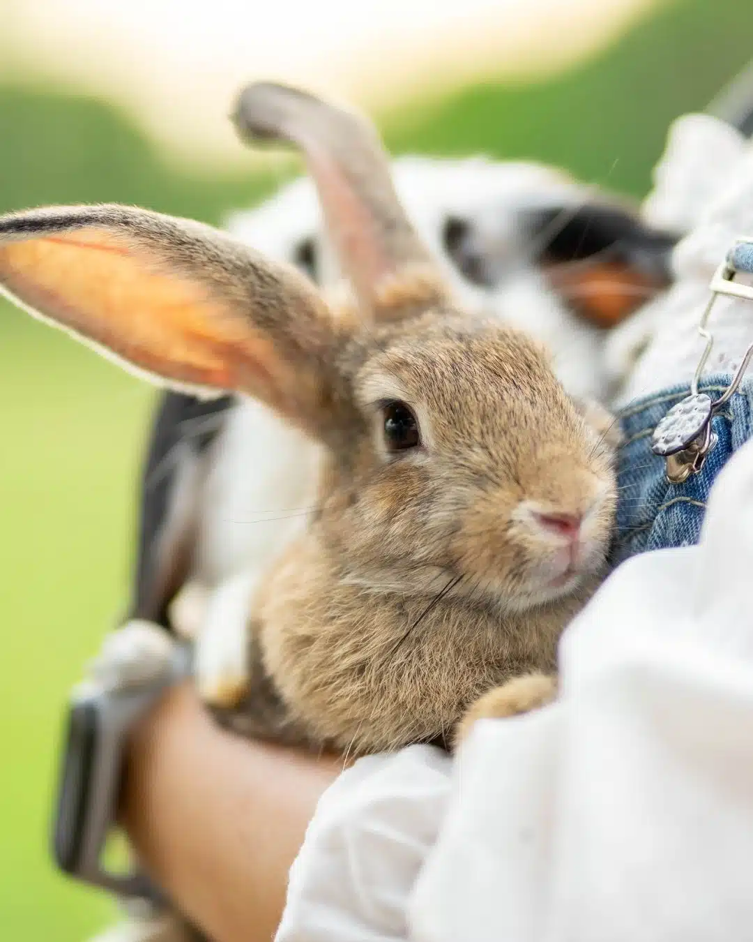 certificat adoption lapin