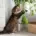 plantes toxiques chats