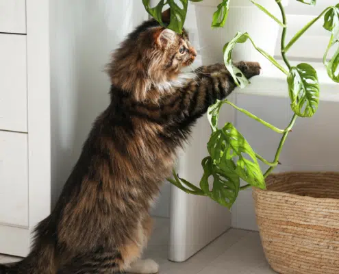 plantes toxiques chats
