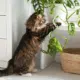 plantes toxiques chats