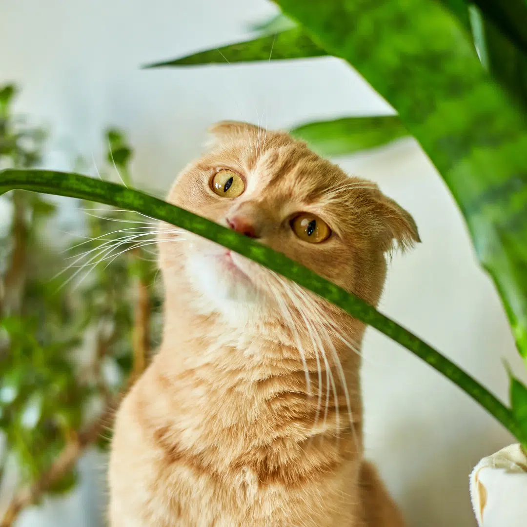 plantes toxiques chats plantes toxiques chats