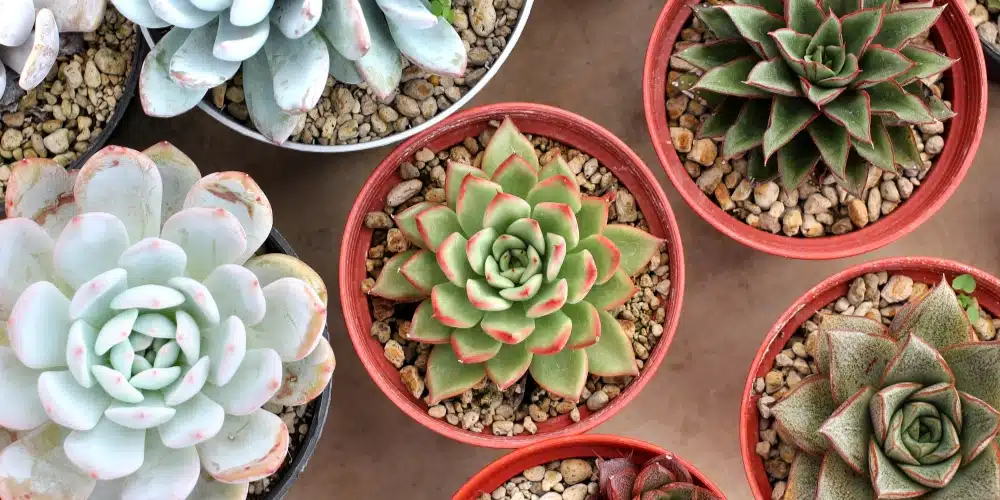 plantes facile echeveria plantes facile echeveria