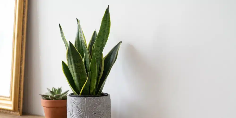 plantes facile Sansevieria plantes facile Sansevieria