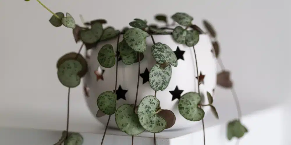 plantes facile ceropegia