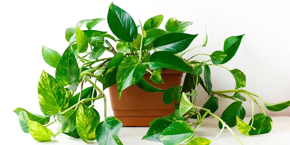 plantes facile photos plantes facile photos