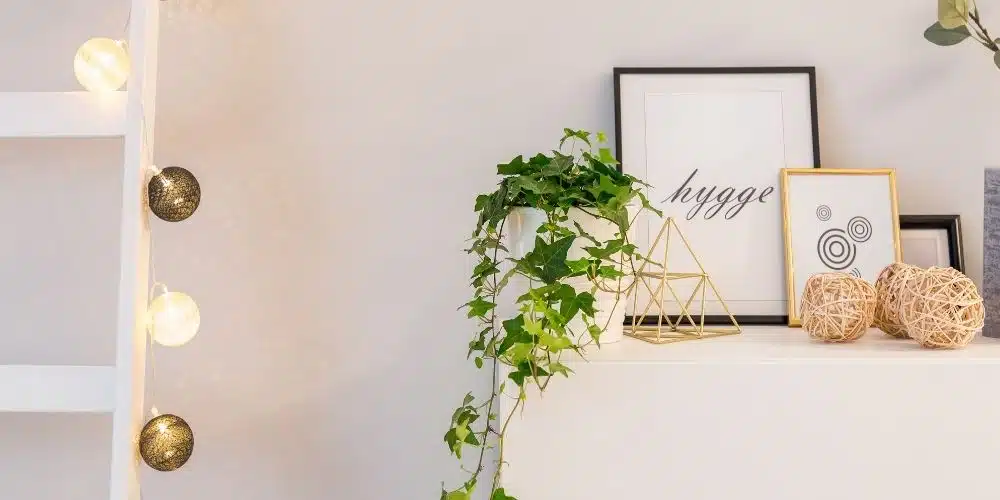 plantes facile Lierre plantes facile Lierre