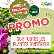 promo plantes d'intérieur