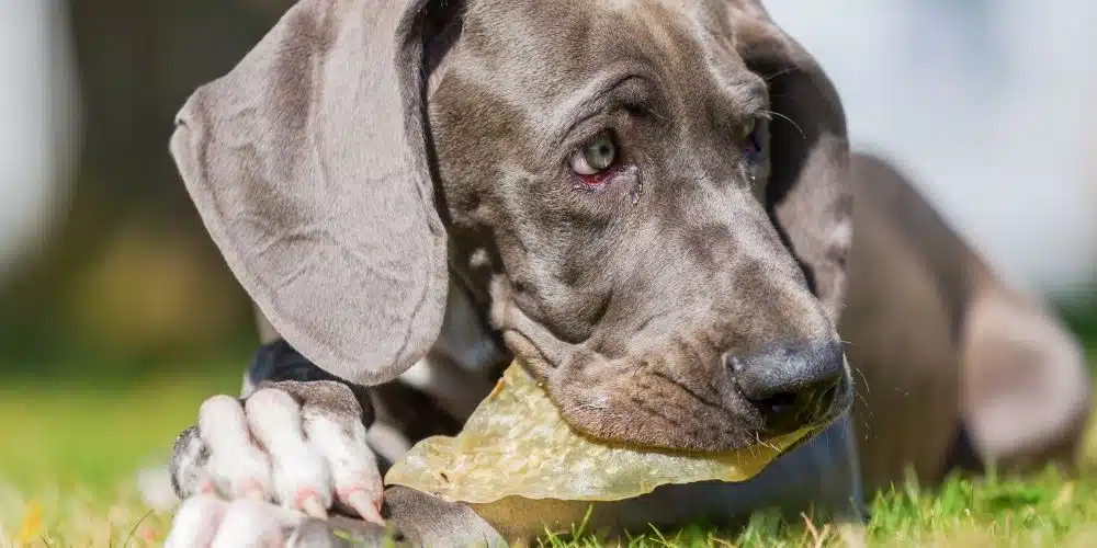 Les effets de la mastication naturelle pour les chiens