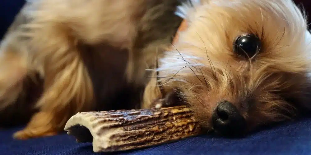 Les effets de la mastication naturelle pour les chiens Les effets de la mastication naturelle pour les chiens