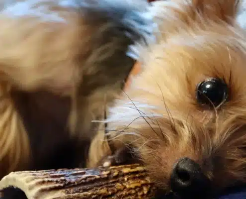 Les effets de la mastication naturelle pour les chiens