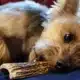 Les effets de la mastication naturelle pour les chiens