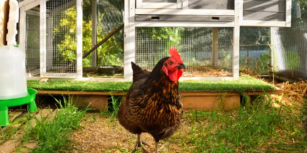 Bien placer son poulailler : la première clé pour vos poules Bien placer son poulailler : la première clé pour vos poules