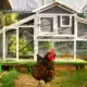 Bien placer son poulailler : la première clé pour vos poules