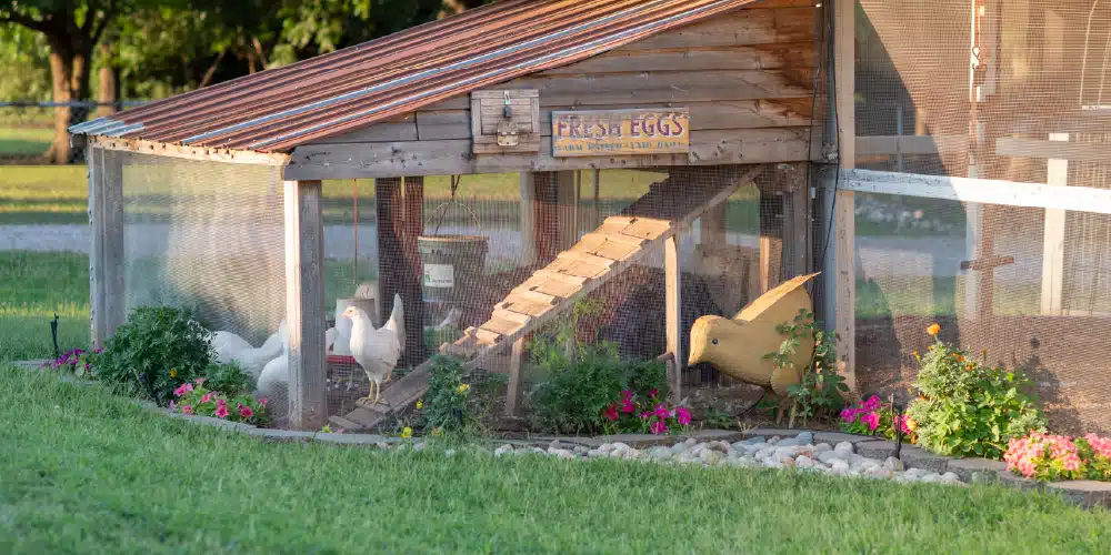 Bien placer son poulailler : la première clé pour vos poules Bien placer son poulailler : la première clé pour vos poules