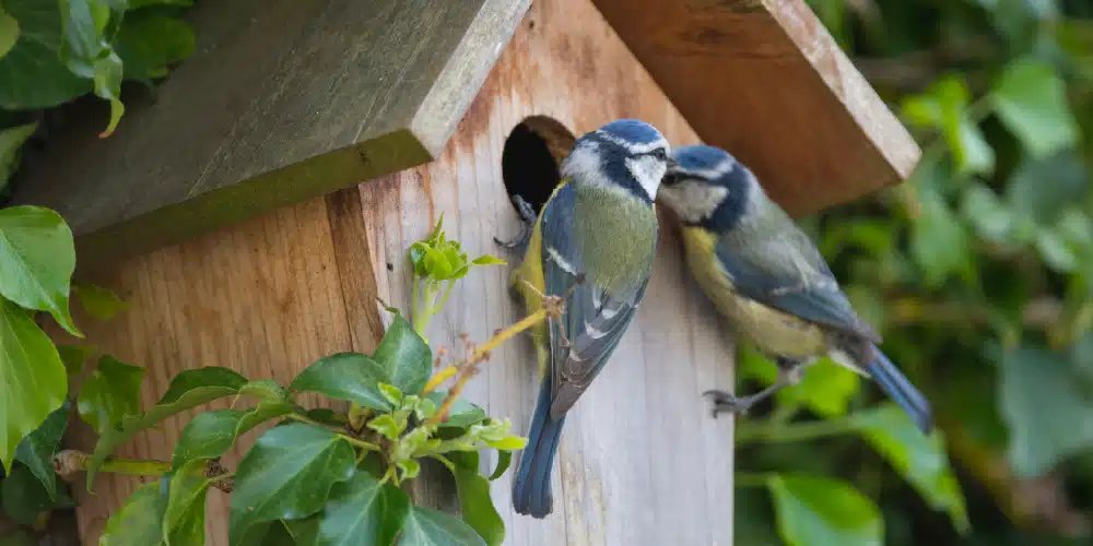 Nichoir oiseaux jardin Nichoir oiseaux jardin